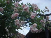 Růže 'Edmond Proust' (Rosa)