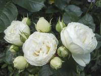 Růže 'Artemis' (Rosa)