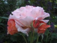 Růže 'Potifar' - Velkokvěté růže (Rosa)