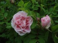 Růže svraskalá 'Martin Frobisher' (Rosa rugosa)