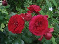 Růže 'Rotkäppchen' - Mnohokvěté růže (Rosa)