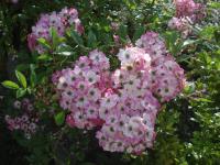 Růže 'Mozart' - Sadové růže (Rosa)