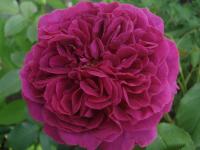 Růže 'Munstead Wood' - Sadové růže (Rosa)