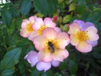 Růže 'Plaisanterie' - Sadové růže (Rosa)