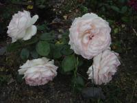 Růže 'Biedermeier' - Skalkové růže (Rosa)