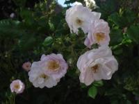 Růže 'Perennial Blush' - Pnoucí růže (Rosa)