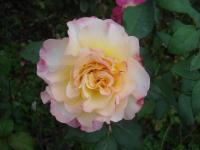 Růže 'Aquarell' - Velkokvěté růže (Rosa)