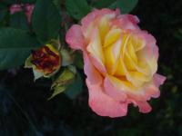 Růže 'Aquarell' - Velkokvěté růže (Rosa)