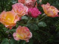 Růže 'Granada' - Velkokvěté růže (Rosa)