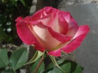 Růže 'Jaltinskij Suvenir' - Velkokvěté růže (Rosa)