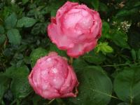 Růže 'Mon Petit Chou' - Velkokvěté růže (Rosa)