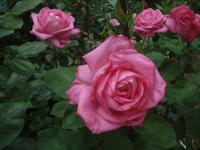 Růže 'Mon Petit Chou' - Velkokvěté růže (Rosa)