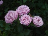 Růže 'Hermosa' (Rosa)