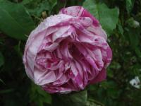 Růže 'Honorine de Brabant' (Rosa)