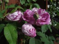 Růže 'Honorine de Brabant' (Rosa)