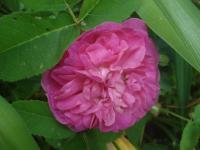 Růže 'Mogador' (Rosa)