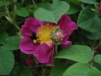 Růže galská 'La Belle Sultane' (Rosa gallica)