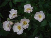 Růže 'Csángók' - Skalkové růže (Rosa)