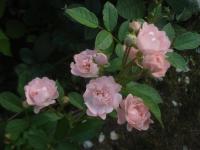 Růže 'Prof Dr Blaskovics' - Skalkové růže (Rosa)