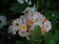 Růže 'Ditta' - Skalkové růže (Rosa)