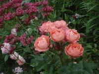 Růže 'Emil Boleslav Lukáč' - Mnohokvěté růže (Rosa)