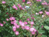 Růže 'ML Sitno' - Pnoucí růže (Rosa)