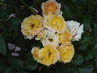 Růže 'Zóra Lili' - Mnohokvěté růže (Rosa)