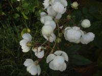 Růže 'Anna Maria de Montravel' (Rosa)