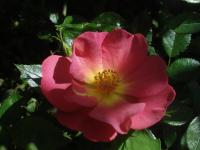 Růže 'Beauregard' - Mnohokvěté růže (Rosa)