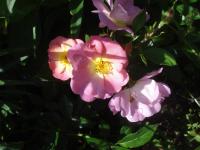 Růže 'Beauregard' - Mnohokvěté růže (Rosa)