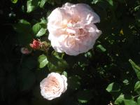 Růže 'Eifelzauber' - Sadové růže (Rosa)