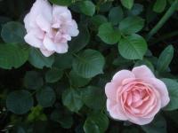 Růže 'Egon Scheele' - Sadové růže (Rosa)