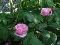Růže 'L'Ouche' (Rosa)