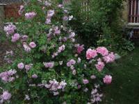 Růže 'May Queen' - Pnoucí růže (Rosa)