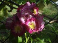 Růže 'Perennial Blue' - Pnoucí růže (Rosa)