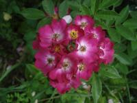 Růže 'Red Ballerina' - Mnohokvěté růže (Rosa)