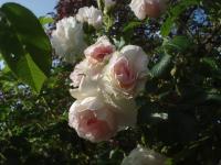 Růže 'Ritausma' - Sadové růže (Rosa)
