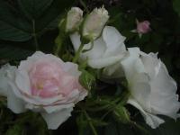 Růže 'Ritausma' - Sadové růže (Rosa)