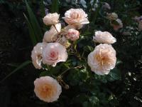 Růže 'Schloss Eutin' - Sadové růže (Rosa)