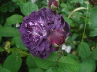Růže 'Böhmova Azurová' - Mnohokvěté růže (Rosa)