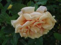 Růže 'Caramella' - Velkokvěté růže (Rosa)