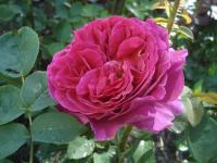 Růže 'Othello' - Anglické růže (Rosa)