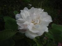 Růže 'Quatre Saisons Blanc Mousseux' - Historické růže (Rosa)