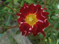 Růže 'Zoic' - Mnohokvěté růže (Rosa)