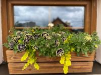 Petúnie 'Mystical Midnight Gold' (Petunia x hybrida)