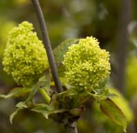 Bez koralowy (Sambucus racemosa)
