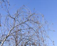 Brzoza brodawkowata (Betula pendula)