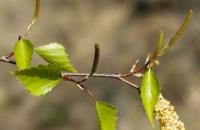 Brzoza brodawkowata (Betula pendula)