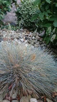 Kostřava ovčí (Festuca ovina)