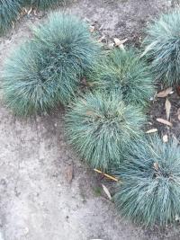 Kostřava ovčí (Festuca ovina)